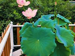-莲花池公园