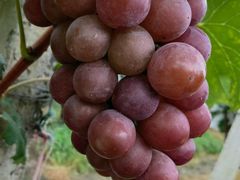 -美家乐农庄·露营·团建(大治路店)