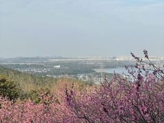 -香雪海