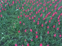 -长春公园(普阳街道)