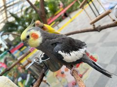 -南宫五洲植物乐园