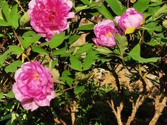 -北京西山国家森林公园