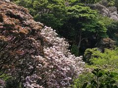 -梧桐山风景名胜区