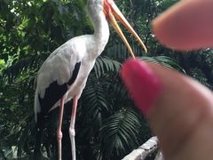 -吉隆坡雀鸟公园