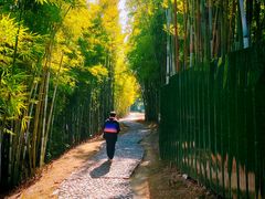 -苏家围·东江画廊旅游景区