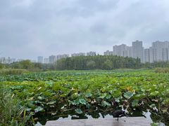 -昆山城市生态森林公园