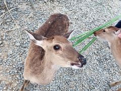 -鹿境梅花鹿生态园区
