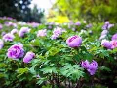 -洛阳市隋唐城遗址植物园