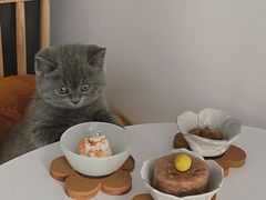-屋虎猫馆(宝安大仟里店)