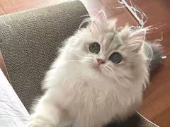-猫十亿·布偶金渐层·曼基康矮脚猫舍(青年路店)