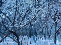 -长白岛森林公园