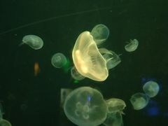 -太平洋海底世界