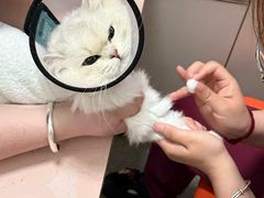 -伟伟宠物医院·瑞派猫友好医院·猫科(光谷店)