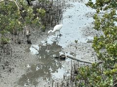 -北海金海湾红树林生态旅游区