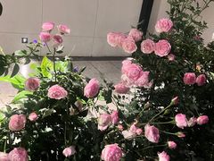 -沙龙酒家