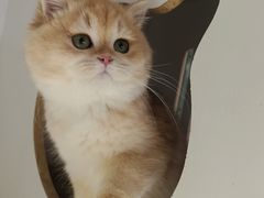 -东方名猫馆·英短金渐层布偶猫舍(环线广场1号楼店)