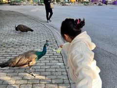 -J Create城市露营咖啡·简餐·宠物(上海动物园店)