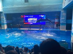 -锦艺城海洋馆