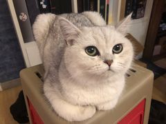 -猫尾侦探俱乐部·剧本杀·狼人杀