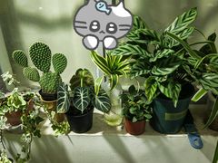 -龙大花卉苗木市场