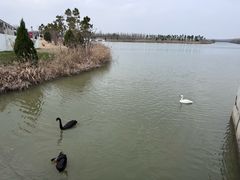 -盐城丹顶鹤湿地生态旅游区