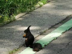 -合肥滨湖国家森林公园