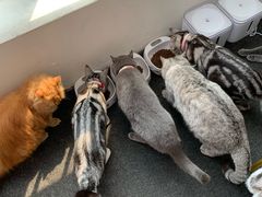 -这儿没有猫·猫咖萌宠馆·撸猫