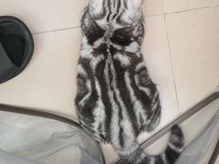 -lincat·猫舍(广州店)
