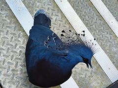 -新加坡飞禽公园