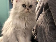 -猫小院猫主题餐厅(三里屯店)