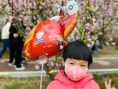 -高东镇樱花园