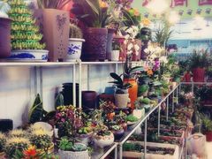 iphone_upload_pic-双季花艺园艺市场(浦东店)