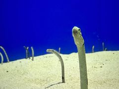 -上海海洋水族馆