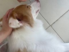 -怪兽屋·羊驼·猫咖·狗咖(俊华广场店)