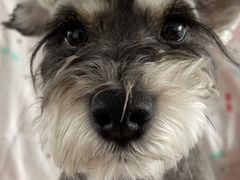 -瑞派宠物医院·中兽医专科(中央商城分院)