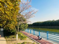 -高东镇樱花园