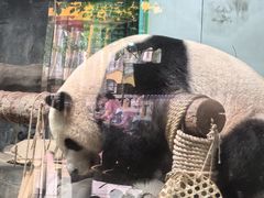 -灵玲国际马戏城