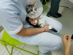 -纳吉亚猫专科动物医院博雅分院
