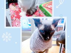 -猫小院猫主题餐厅(南锣旗舰店)