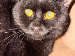 -米苏动物医院·犬猫专科·骨科外科内窥镜