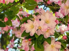 -海棠花溪(元大都城垣遗址公园)