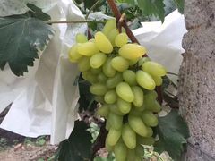 -马陆小张葡萄园农家乐