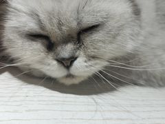 -猫小院猫主题餐厅(南锣旗舰店)