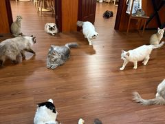 -楼上猫咖(罗湖店)
