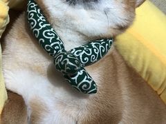 -逗柴咖啡屋·狗咖猫咖宠物桌游