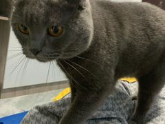 -御宝贝·A梦猫科宠物医院(国际猫友好医院)