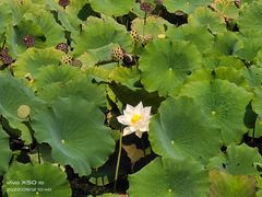 -野鸭湖国家湿地公园