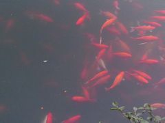 -西湖外事游船(花港观鱼码头)