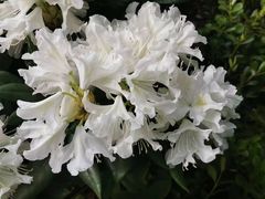 -上海辰山植物园