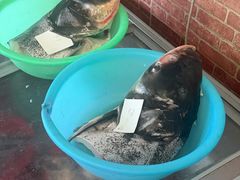 -雪湖煜辰鱼头老店(雪野湖店)